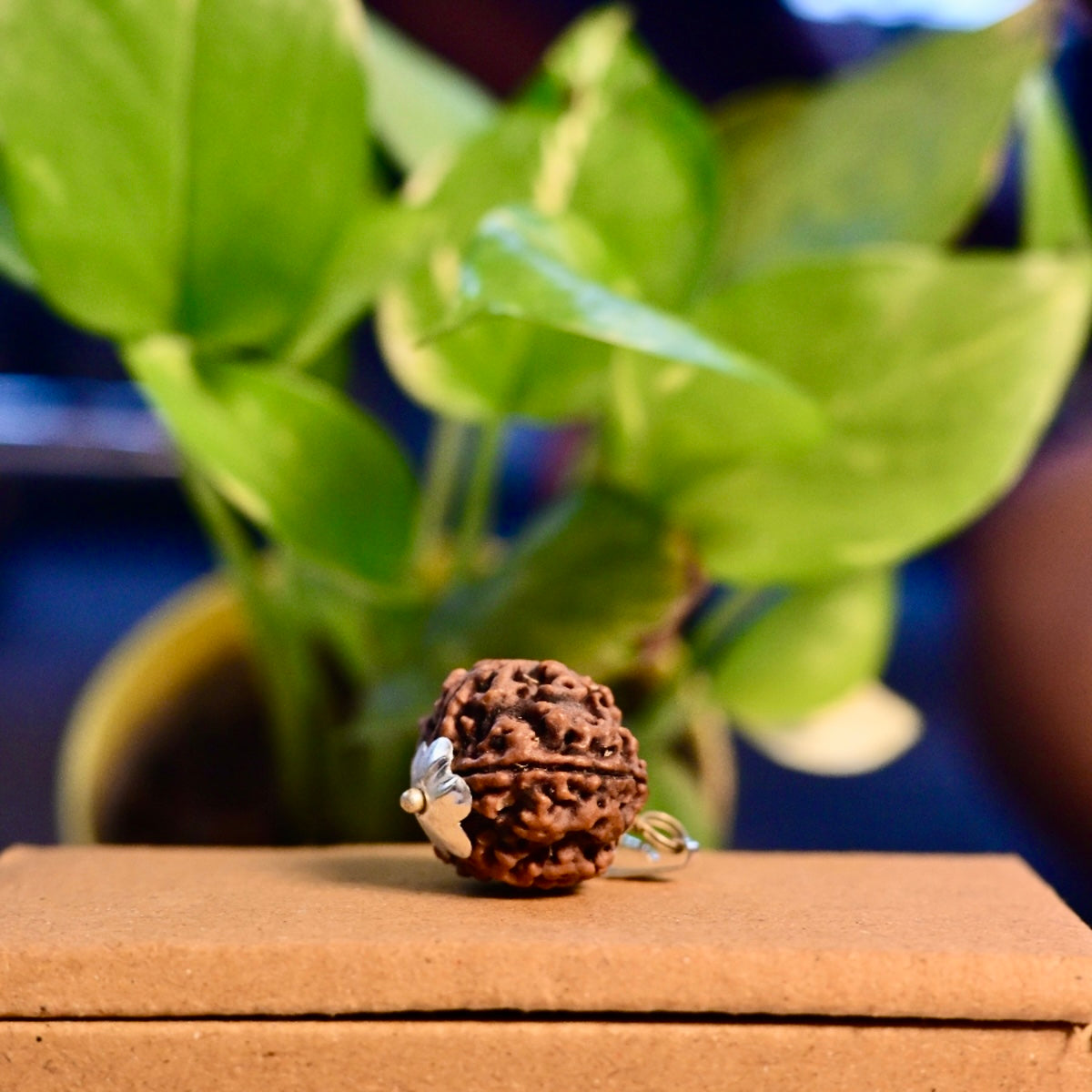 5 Mukhi Abhimantrit Rudraksh