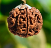 Rudraksh