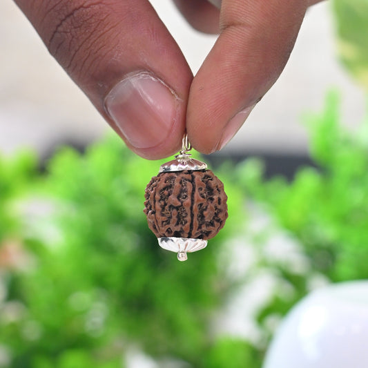 6 Mukhi Rudraksh for Student