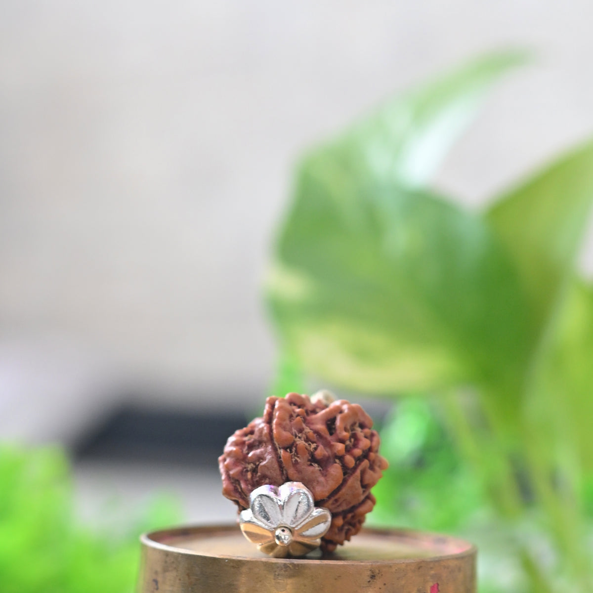 7 Mukhi Rudraksh