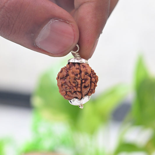 7 Mukhi Rudraksh
