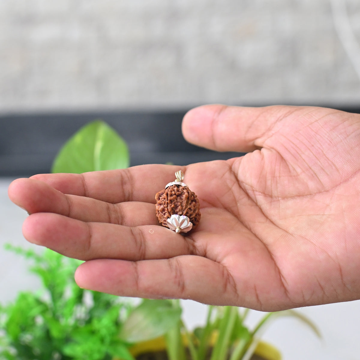 7 Mukhi Rudraksh