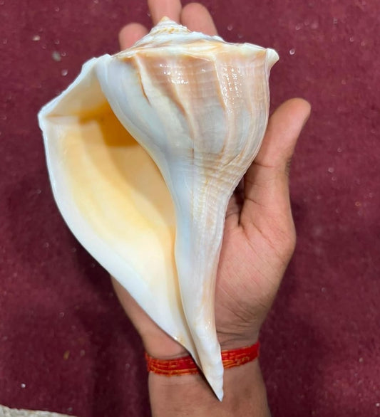 दक्षिणावर्ती शंख